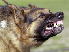 Người đàn ông qua đời sau một năm bị chó dại cắn