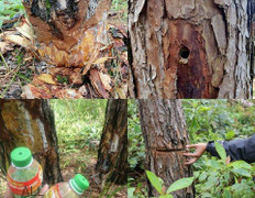 Hàng trăm cây thông ven đường mòn Hồ Chí Minh bị đầu độc