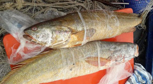 Bắt được cặp cá sủ vàng lớn nhất từ trước đến nay: Hơn 80 triệu đồng mới bán