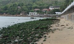Chuyên kỳ lạ 30 năm mới có: Bãi đá rêu xanh nổi lên ở bãi biển Quy Nhơn