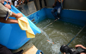 Video: Thả cá Koi xuống sông Tô Lịch đoạn lọc công nghệ Nhật Bản