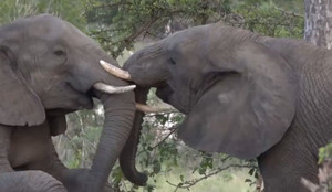 Video: Nghẹn lòng khoảnh khắc đàn voi đưa tang đồng loại