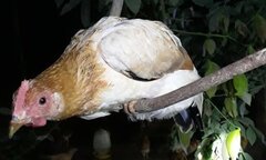 Thú vị loài gà tiến vua: Ngày ăn mối, tối ngủ cây