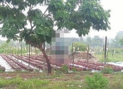 Một thợ hồ treo cổ trên cây phượng ở Đà Nẵng