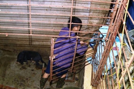 Nhóm 'cẩu tặc' ở Thanh Hóa luôn mang theo hung khí, làm hầm bí mật nhốt hơn 100 tấn chó