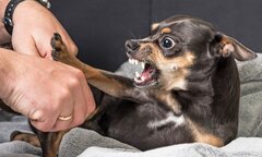 Người đàn ông chết vì bị chó cắn từ... 2 năm trước