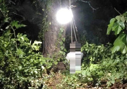 Bảo vệ cũ ở xưởng gỗ chết bất thường trong tư thế treo cổ trên cây lộc vừng