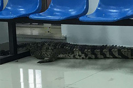 Cá sấu sắp bị làm thịt 'đào tẩu' khỏi nhà hàng, bò ra công viên