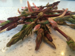 Bật mí về loại rau đắt nhất hành tinh, 26 triệu đồng/kg