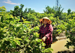 Vườn trái cây Nam Bộ bạc tỷ của người phụ nữ xứ Quảng