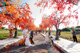 Video: Con đường phong lá đỏ đẹp như mơ ở Hà Nội