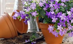 8 loại cây nên trồng trong nhà để thanh lọc, làm sạch không khí