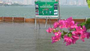 Video: Cá Koi tung tăng bơi ở khu thí điểm công nghệ Nhật Bản tại hồ Tây, trái ngược cá chết bên ngoài