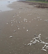 Hàng tấn cá biển chết trắng trôi dạt gần 4km dọc bờ biển Hà Tĩnh