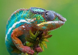 Tắc kè hoa thay đổi màu da bằng cách nào?