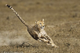 Loài động vật nào chạy nhanh nhất thế giới?