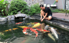Video: Đàn cá Koi bạc tỷ 'độc nhất vô nhị' Việt Nam của đại gia TP.HCM