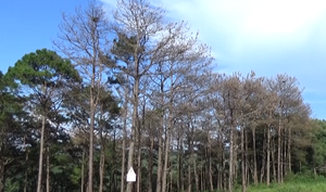 Clip: Hàng trăm cây thông ở Đắk Nông bị đầu độc bằng hóa chất