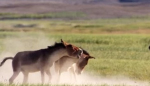 Lừa đực đuổi tình địch để độc chiếm bầy lừa cái