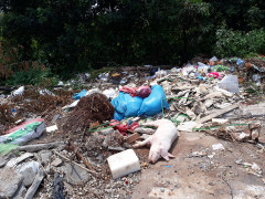 Hàng chục con lợn chết vứt giữa đường ở Buôn Ma Thuột