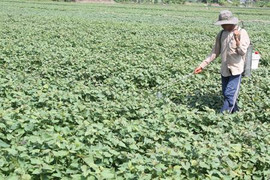 Trồng khoai lang ở Vĩnh Long: 1ha 'gánh' 200kg thuốc bảo vệ thực vật