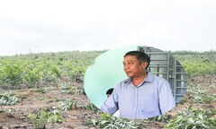 Phá hàng nghìn cây keo của dân: Xã hỗ trợ 4.000 đồng/cây, dân từ chối