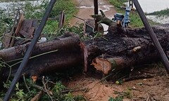 Cây đổ đè chết một phụ nữ đang dắt xe trâu về nhà