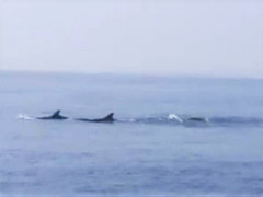 Đàn cá heo trăm con xuất hiện trên biển Cửa Đại