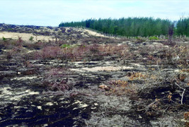 Để mất sạch 140ha rừng, nhà máy điện gió ở Bình Định bị tạm dừng