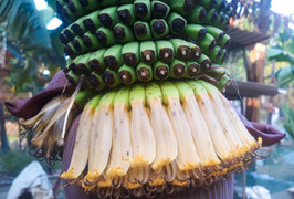 Đổ xô đi xem buồng chuối 120 nải