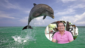 Đàn cá heo trăm con xuất hiện ở biển Cửa Đại, chuyên gia bảo tồn biển nhận định thế nào?