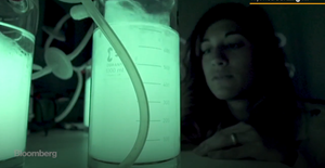 Loại đèn dùng vi khuẩn của loài mực để chiếu sáng