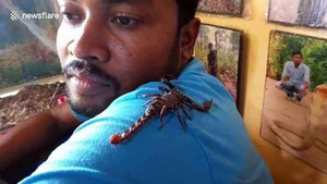 Video: Người đàn ông nuôi bọ cạp cực độc làm thú cưng