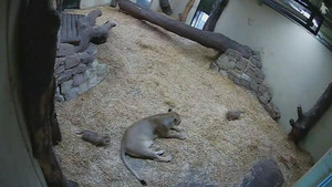 Video: Sư tử con ú òa, sư tử mẹ khiếp vía