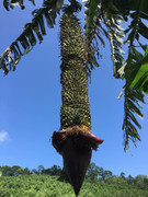 Dân Hà Tĩnh đổ xô đi xem cây chuối lạ trổ buồng hơn 350 nải