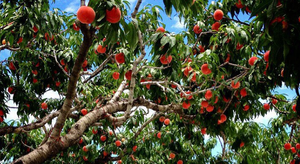 Bên trong vườn đào tiên Nhật Bản giá gần một triệu đồng/cặp