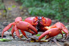 Video: Cách bầy kiến 'hạ gục' con mồi và ăn thịt hết con cua