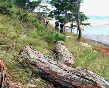 Công an mật phục nhiều ngày, tóm gọn nhóm người phá rừng thông Đà Lạt