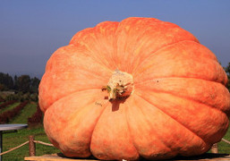 Bí ngô 'siêu khổng lồ' nặng hơn một tấn