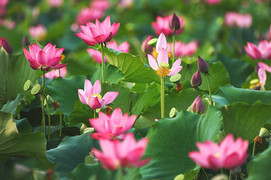 Thi sỹ Hoàng Nhuận Cầm 'Viết chờ sen lên' cùng tác giả Trần Nam Phong