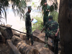 Phát hiện bãi tập kết gỗ vô chủ ở Đắk Lắk