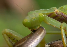 Xem bọ ngựa bắt sống rắn cỏ, chậm rãi gặm nhấm con mồi đến chết