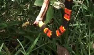 Đang làm thịt đồng loại bị ong bắp cày phá bĩnh, rắn san hô nổi điên