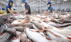 Mỹ giảm thuế bán phá giá cá tra Việt Nam
