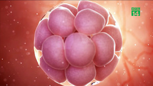 Video: Tạo ra phôi thai không cần trứng, tinh trùng?