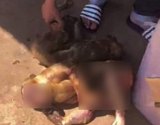 Phát hiện hàng loạt con khỉ bị giết để nấu cao trên xe khách