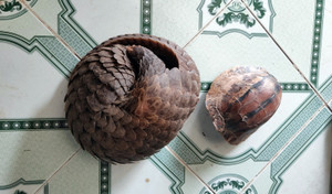 Triệt phá đường dây mua bán động vật quý hiếm quy mô lớn