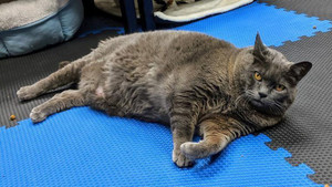 Chú mèo nặng 11kg tập thể dục quyết tâm 'giảm béo'