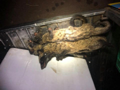 Bắt xe khách chở cả trăm con dúi không rõ nguồn gốc di tiêu thụ