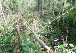 4.000 cây keo của dân bị chặt phá, công an vào cuộc